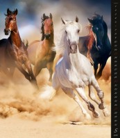 /album/kalendare-nastenne-2018/n268-18-005-jpg/